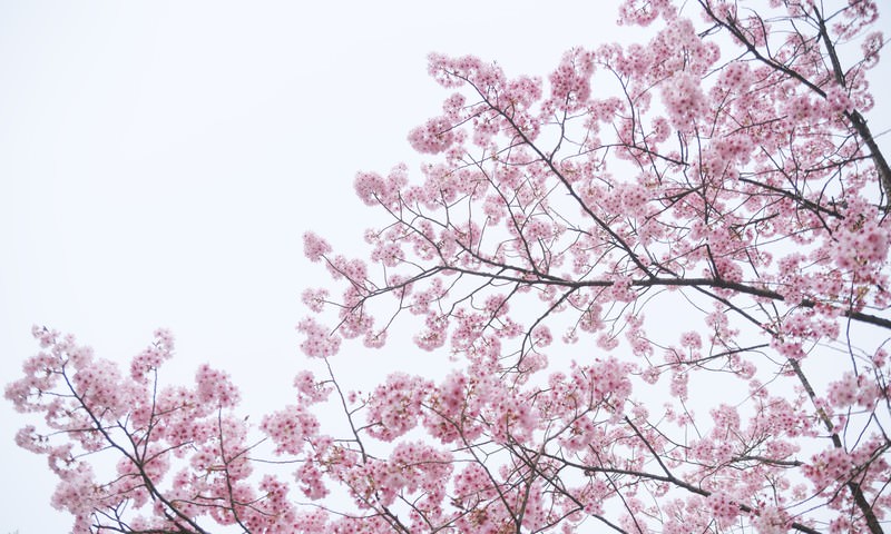 4月の桜